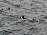 54337CrLeUsm - Gatherall's Puffin - Whale Watch - Bay Bulls   Each New Day A Miracle  [  Understanding the Bible   |   Poetry   |   Story  ]- by Pete Rhebergen